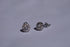 Halo Round Brilliant Lab-Grown Diamond Stud Earrings